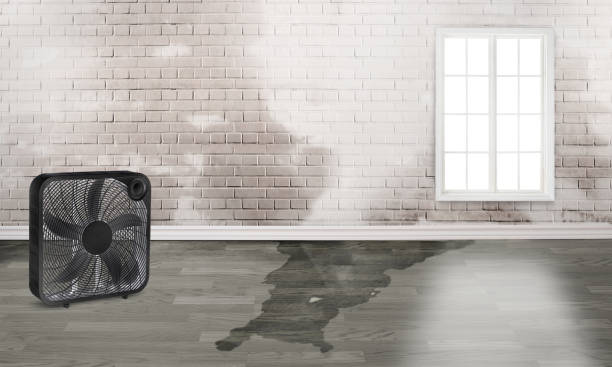 Best Local water damage restoration  in Santa Fe, NM